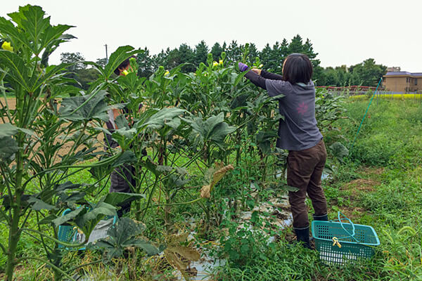 オクラ収穫