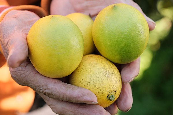 オーガニック食品